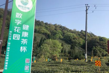 京東農場數字化茶園來四川了！科技、物流、平臺“組合拳”助力川茶振興