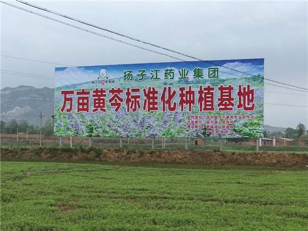 　　圖:位于陜西富平縣的萬畝黃芩標(biāo)準(zhǔn)化種植基地